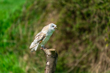 Naklejka na ściany i meble Barn owl (Tyto alba) perched on tree stump. Selective focus