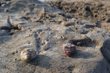 hermit crab are growing on the rock design for fantasy world concept