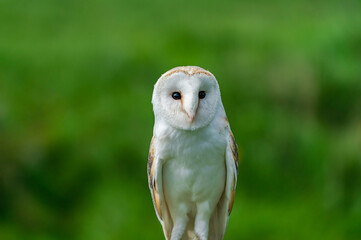 Barn owl (Tyto alba) perched on tree stump. Selective focus