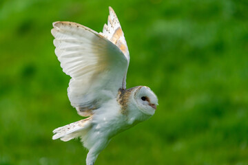 Barn owl (Tyto alba) in flight. Selective focus