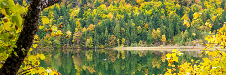 Perfekter Laubwald und Mischwald im Grünen