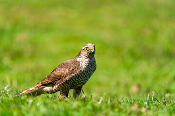 Sparrow hawk (Accipiter nisus) - a small bird of prey in the family Accipitridae. Selective focus