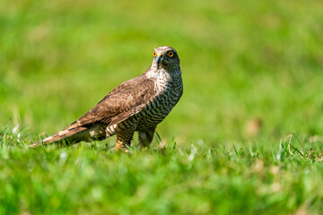 Sparrow hawk (Accipiter nisus) - a small bird of prey in the family Accipitridae. Selective focus