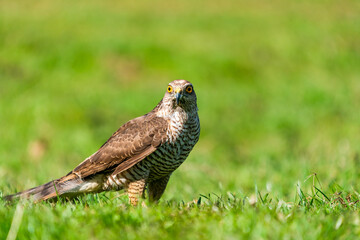 Sparrow hawk (Accipiter nisus) - a small bird of prey in the family Accipitridae. Selective focus