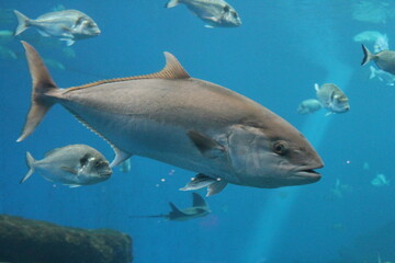 Fototapeta premium tuna fish swimming in ocean underwater known as bluefin tuna, Atlantic bluefin tuna (Thunnus thynnus) , northern bluefin tuna, giant bluefin or tunny - stock photo, stock photograph, image picture