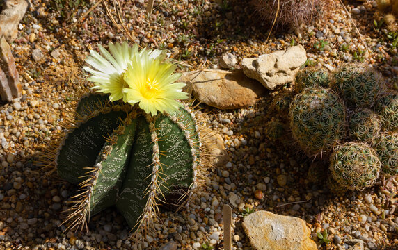 Close-up of a coryphantha succulent plant with beautiful yellow flowers on its top