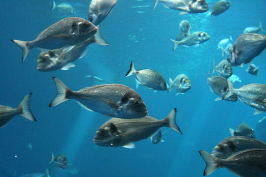 tuna fish swimming in ocean underwater known as bluefin tuna, Atlantic bluefin tuna (Thunnus thynnus) , northern bluefin tuna, giant bluefin or tunny - stock photo, stock photograph, image picture