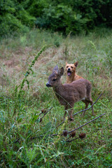Baby roe deer and a dog in the forest