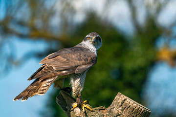 The northern goshawk (Accipiter gentilis) - a species of medium-large raptor in the family Accipitridae