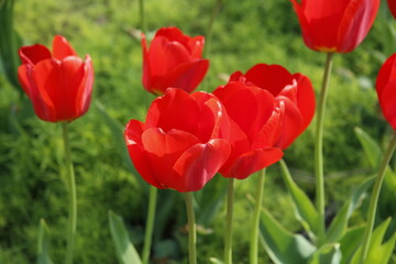 Naklejka premium Photos of Korea, Republic of