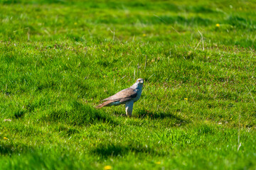 The northern goshawk (Accipiter gentilis) - a species of medium-large raptor in the family...