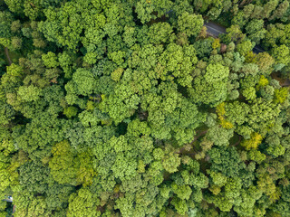 Aerial view of dense green forests
