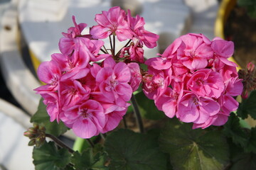 Fototapeta premium Photos of Korea, Republic of