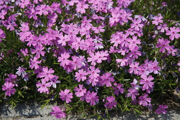 Photos of Korea, Republic of