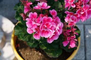 Photos of Korea, Republic of