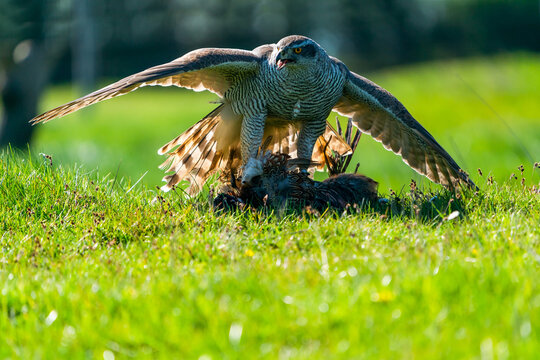 The northern goshawk (Accipiter gentilis) feasting on prey - a species of medium-large raptor in the family Accipitridae