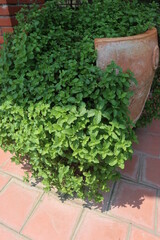 green mint and pottery design for gardening decoration