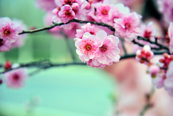 The plum blossom is in full bloom