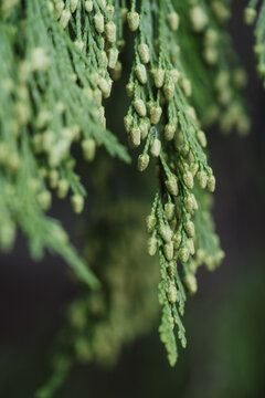 Closeup shot of a green Chamaecyparis nootkatensis growing in the forest