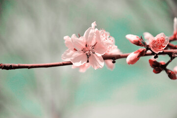 The mirabalan  blossoms in bloom