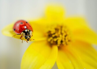 ladybird on flower