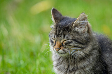 Close-up shot of a cute cat is sitting and closed eye on the green blurred background
