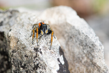 Jumping spider (Philaeus chrysops), male