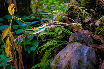 Green mossy fern in mountain tropical forest with foggy