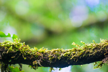 Green mossy fern in mountain tropical forest with foggy