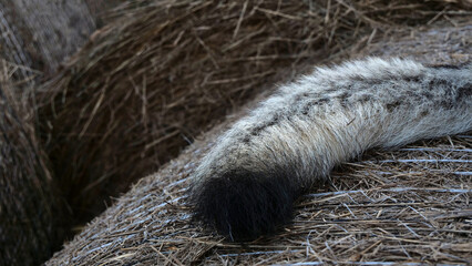 Closeup shot of a wolf tail on a dried grass surface © Jcob/Wirestock Creators