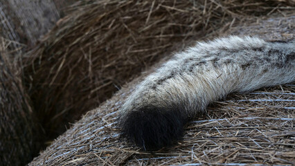 Closeup shot of a wolf tail on a dried grass surface