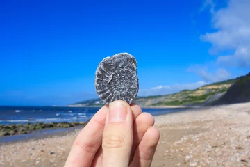Fototapeten Hand holding a fossil - fossil hunting in Dorset on the Jurassic coast © Atbphotography/Wirestock Creators