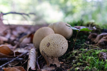 Group of earth balls on the ground in the blurred background