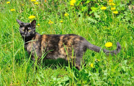 rare tortoiseshell wild cat walks free hunting in the grass