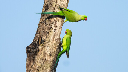 Beautiful lovely green rose-ringed parakeet parrots perched on a twig against a blue sky