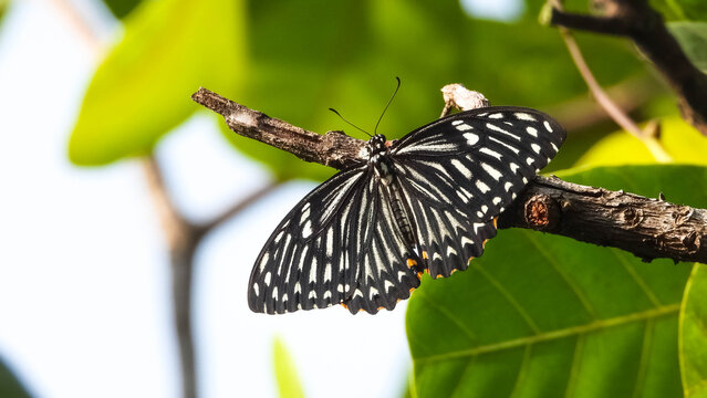 Close-up shot of a beautiful lovely Swallowtail butterfly (Papilio clytia) on a twig in nature