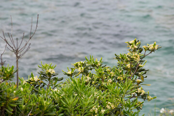 Azahar de la China en la costa de Foz