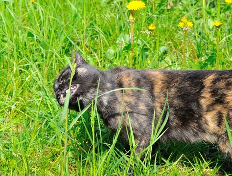 rare tortoiseshell wild cat walks free eating green grass