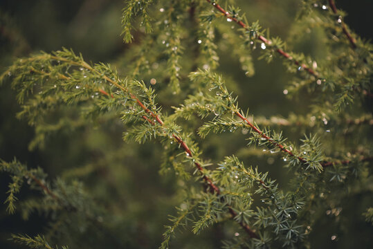 Selective focus shot of juniper bush with drops of water shining in the sun