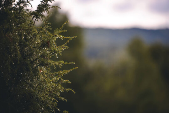 Selective focus shot of juniper bush with drops of water shining in the sun
