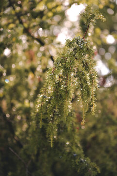 Selective focus shot of juniper bush with drops of water shining in the sun