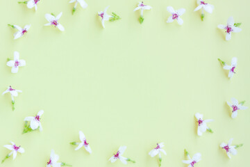 Pseuderanthemum flowers on green background