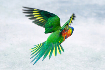 Green-naped lorikeet flying in the air