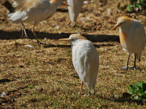 Cattle Egret Resting In Omaha's Henry Doorly Zoo And Aquarium In Omaha Nebraska