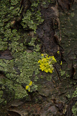 lichen on apple tree