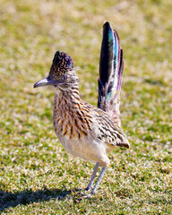 Road Runner on the grass