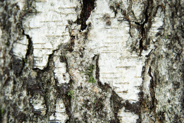 birch bark macro