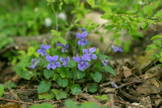 Blooming pale wood violet (Viola reichenbachiana) on natural forest ground.