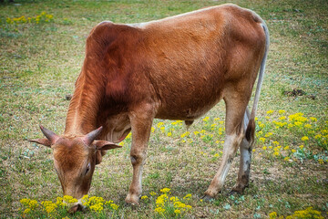 Kuh - A brown Vechur Cattle grazing in the meadow