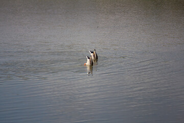 Enten im Wasser